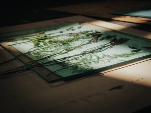 Wakacje z otwARTą: Warsztaty robienia zielników - Praca w pracowni - technika cyjanotypii.