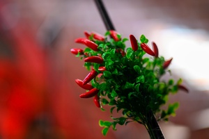 Koncert: Ania Szlagowska - Element scenografii - bukiet z papryczek.