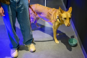 39. TNF: Dzień 3 (1.06.2025) - Nioki, pies Olgi Chajdas cieszący się zainteresowaniem festiwalowiczów w hallu Marzenia