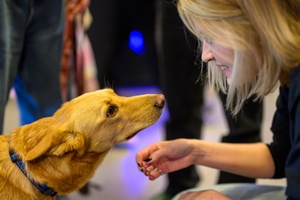 39. TNF: Dzień 3 (1.06.2025) - W hallu Marzenia Nioki, pies Olgi Chajdas, reżyserki filmu "Dziadku, wiejemy!" cisząca się zainteresowaniem